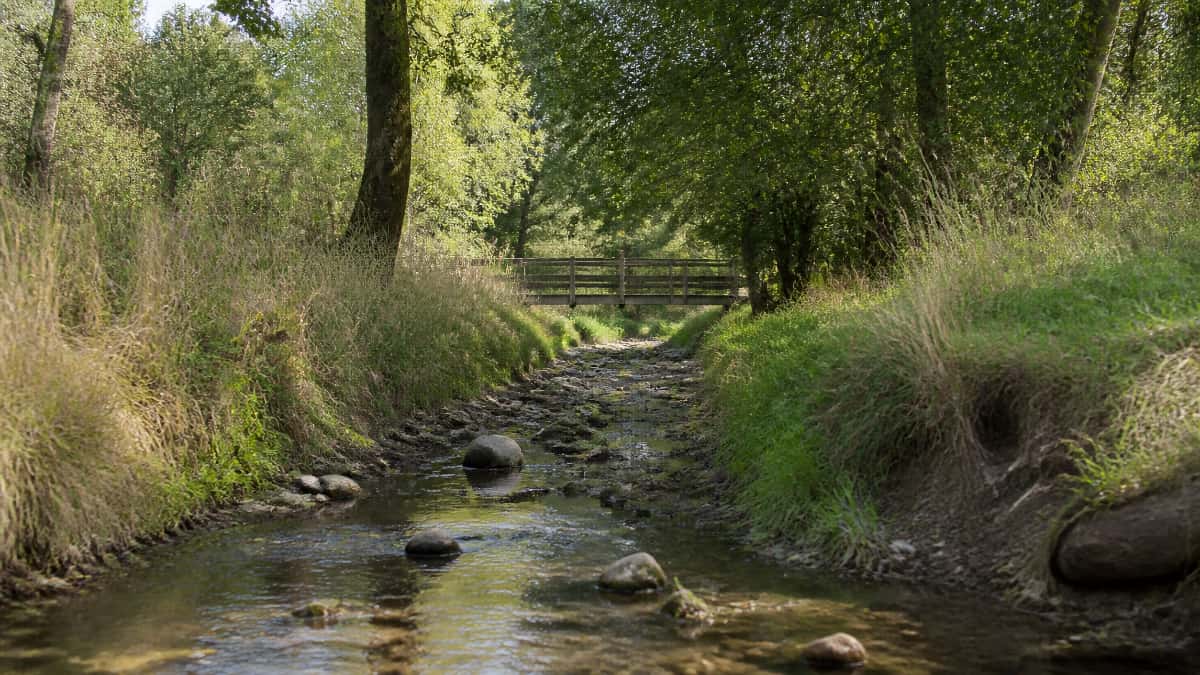 Petit cours d’eau très bas en été, avec pierres apparentes et végétation de berge