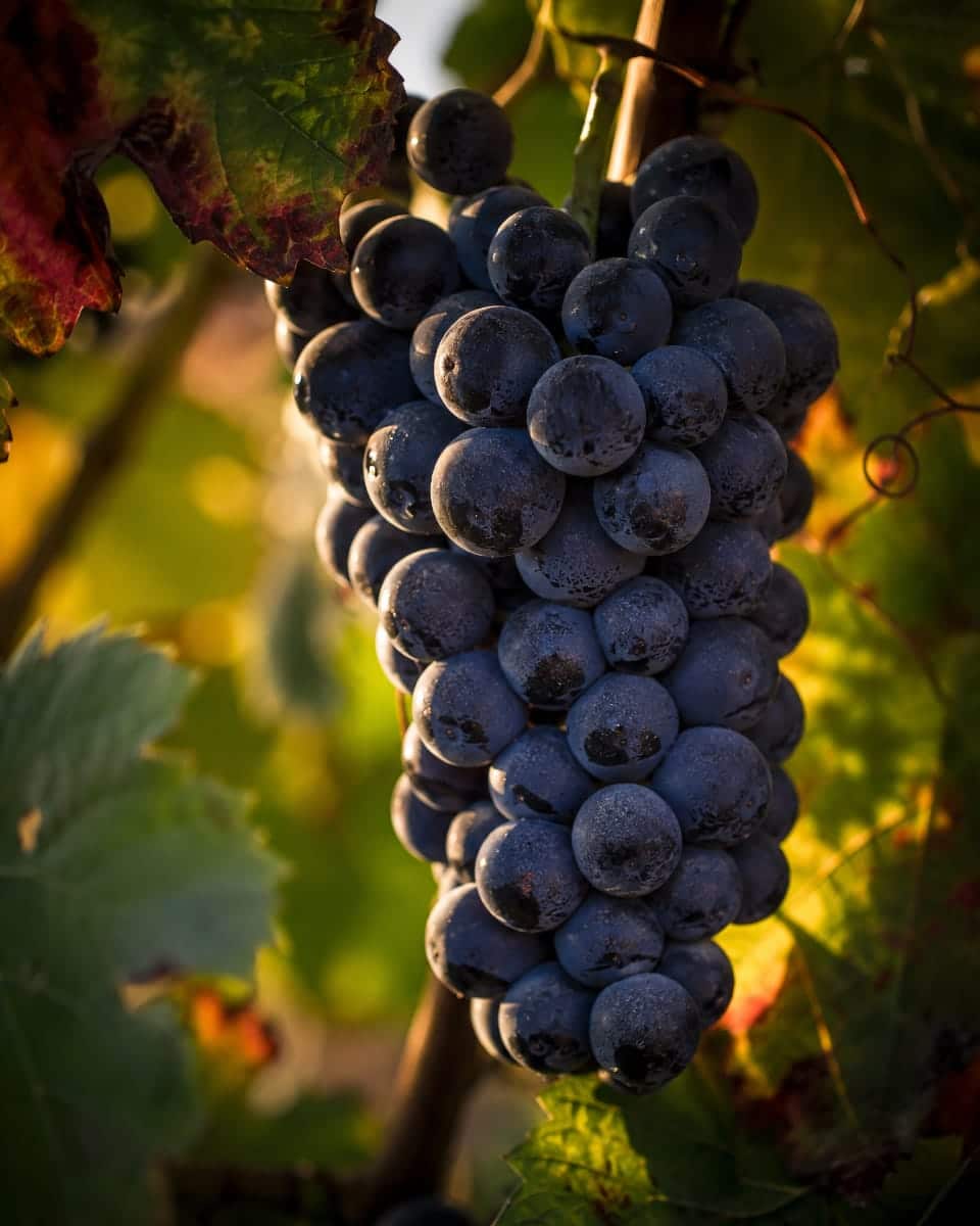 Grappe de raisin sur un pied de vigne dans le vignoble de Rully