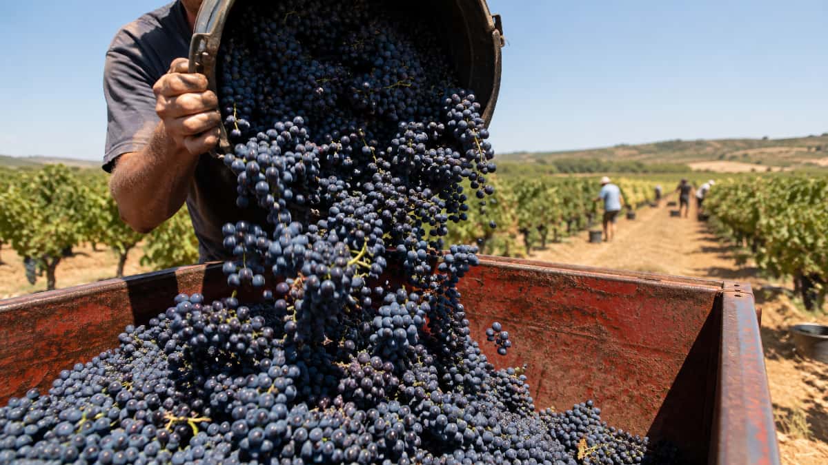 Vendanges 2026 : dates, récolte et conseils entre Mâcon, Lugny et le Beaujolais. Une saison record de précocité sous tension.