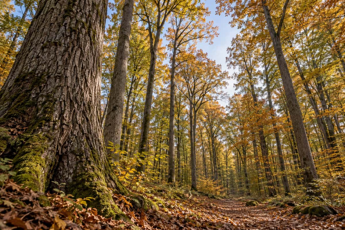 Grands chênes aux couleurs d’automne dans la forêt de Darney