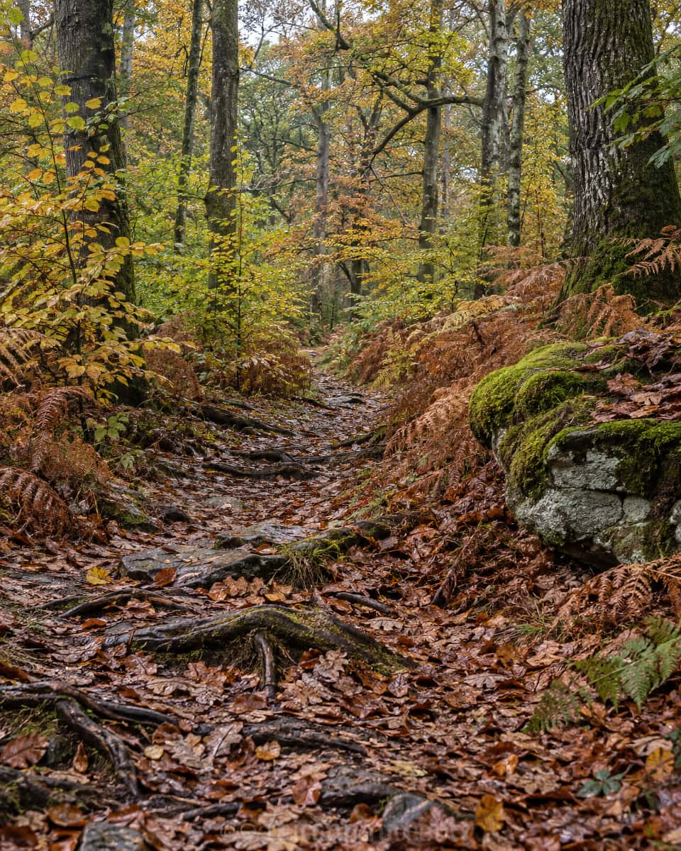 Sentier couvert de feuilles dans la forêt de Darney en automne