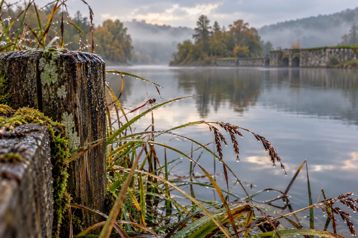 Libellule rouge posée sur un roseau humide au bord du réservoir de Cercey, avec l’eau et les collines de l’Auxois en arrière-plan